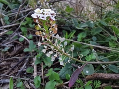 Lobularia maritima
