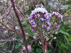 Lobularia maritima