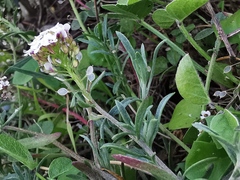 Lobularia maritima