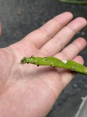 Selenicereus hamatus