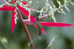 Phaethornis striigularis