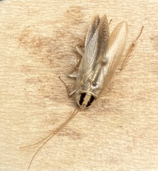 Blattella