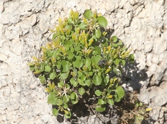 Perityle quinqueflora