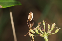 Silphiodaucus prutenicus