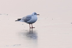 Chroicocephalus ridibundus