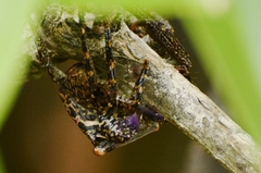 Decapoda