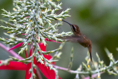 Phaethornis striigularis