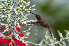 Phaethornis striigularis