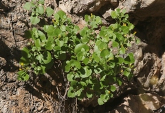 Perityle quinqueflora