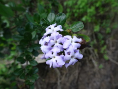 Duranta