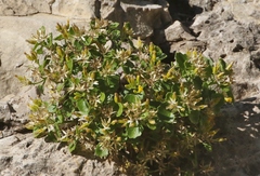 Perityle quinqueflora