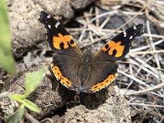 Vanessa vulcania