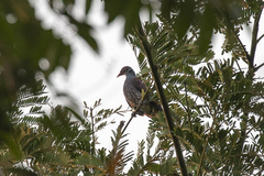 Patagioenas speciosa