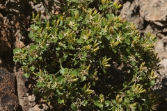 Perityle quinqueflora