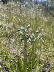 Chloraea magellanica