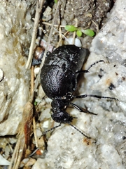 Meloe rugosus