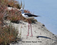 Himantopus himantopus