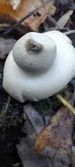 Geastrum