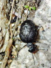 Meloe rugosus