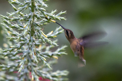 Phaethornis striigularis