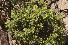 Perityle quinqueflora