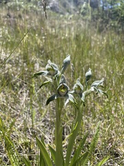 Chloraea magellanica
