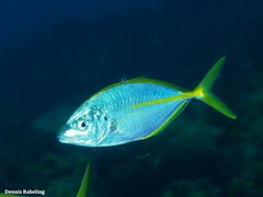 Pseudocaranx dentex