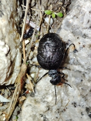 Meloe rugosus