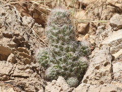 Escobaria tuberculosa