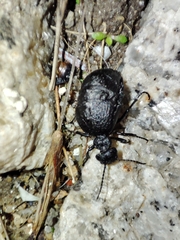 Meloe rugosus
