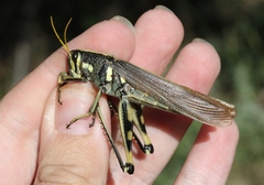 Schistocerca albolineata