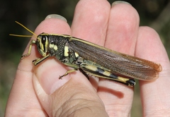 Schistocerca albolineata