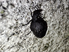 Meloe rugosus