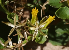 Perityle quinqueflora