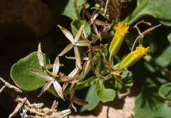 Perityle quinqueflora