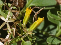 Perityle quinqueflora