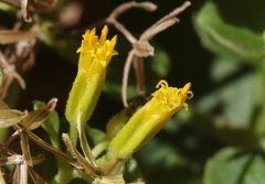 Perityle quinqueflora