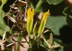 Perityle quinqueflora