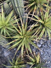Hechtia podantha