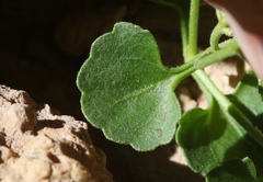 Perityle quinqueflora