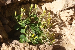 Perityle quinqueflora