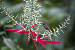 Phaethornis striigularis