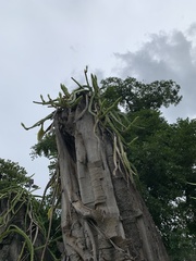 Selenicereus setaceus