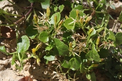 Perityle quinqueflora