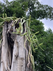 Selenicereus setaceus