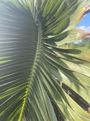 Cocos nucifera