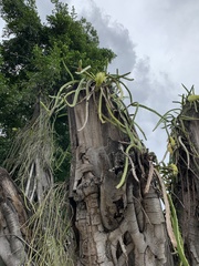 Selenicereus setaceus