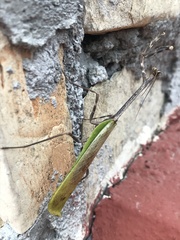 Pseudovates chlorophaea