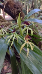 Prosthechea cochleata