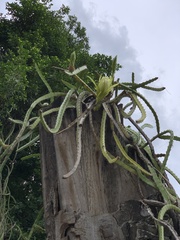 Selenicereus setaceus